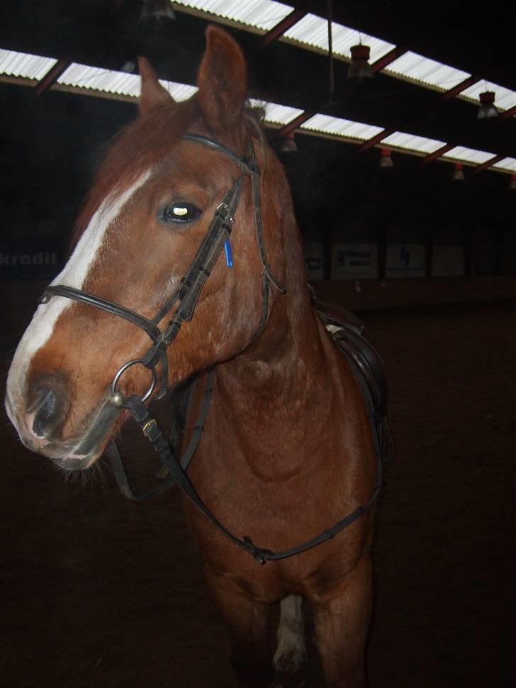 Anden særlig race Boris (Hvor er du!? ) billede 5