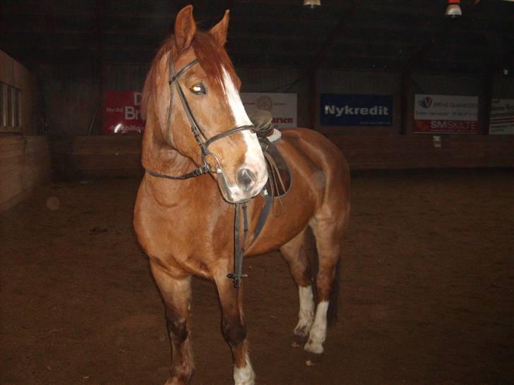 Anden særlig race Boris (Hvor er du!? ) billede 6