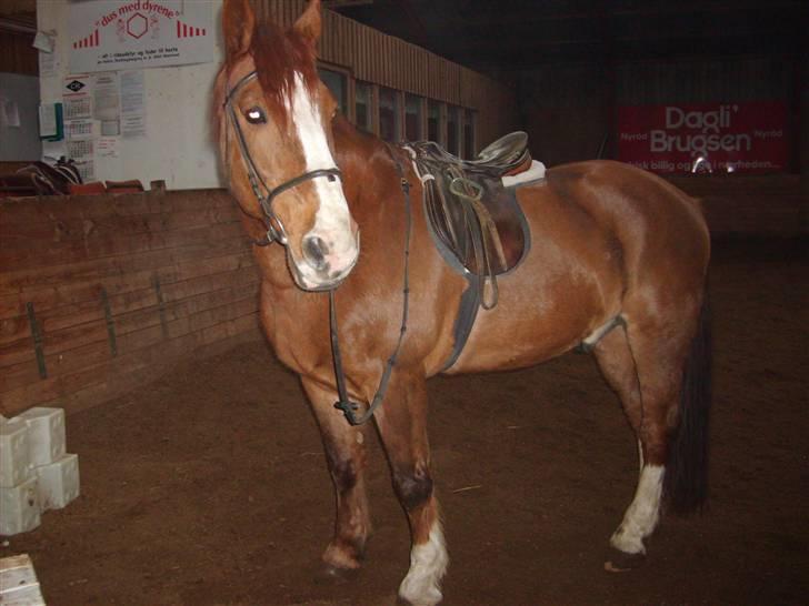 Anden særlig race Boris (Hvor er du!? ) billede 7