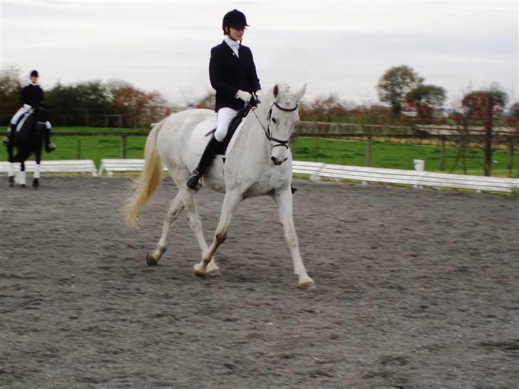 Anden særlig race Moonlight af Ellemose billede 15