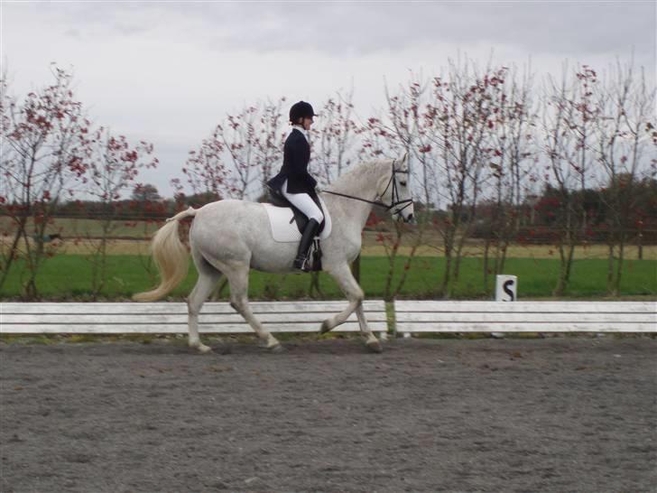 Anden særlig race Moonlight af Ellemose billede 16