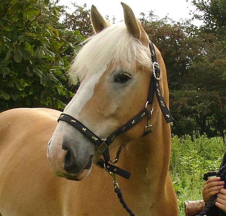 Tyroler Haflinger Nocturne Lundgaard - Nocturne inden et stævne billede 1