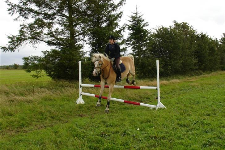 Tyroler Haflinger Nocturne Lundgaard - Nocturne er super glad for at springe:) billede 3