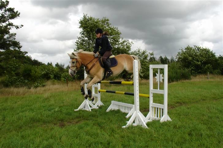 Tyroler Haflinger Nocturne Lundgaard - Springer 125 cm. billede 7