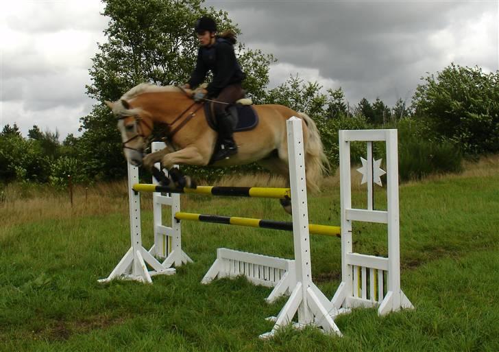 Tyroler Haflinger Nocturne Lundgaard - 125 cm. igen, billede 8