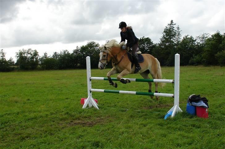Tyroler Haflinger Nocturne Lundgaard - over 115 cm. billede 9