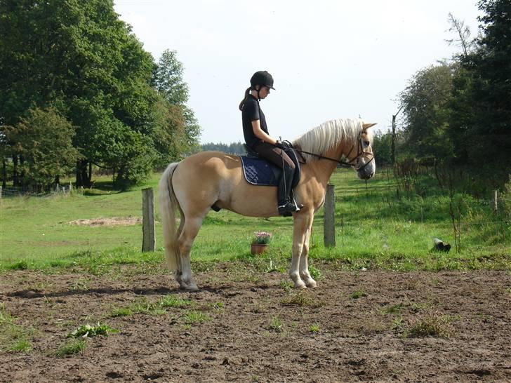 Tyroler Haflinger Nocturne Lundgaard - Parade billede 11