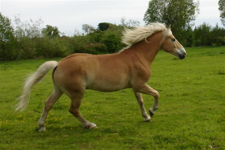 Tyroler Haflinger Nocturne Lundgaard - Smukke nocturne på mark billede 13
