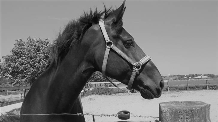 Oldenborg Cassandra solgt - smukke hest :) billede 8