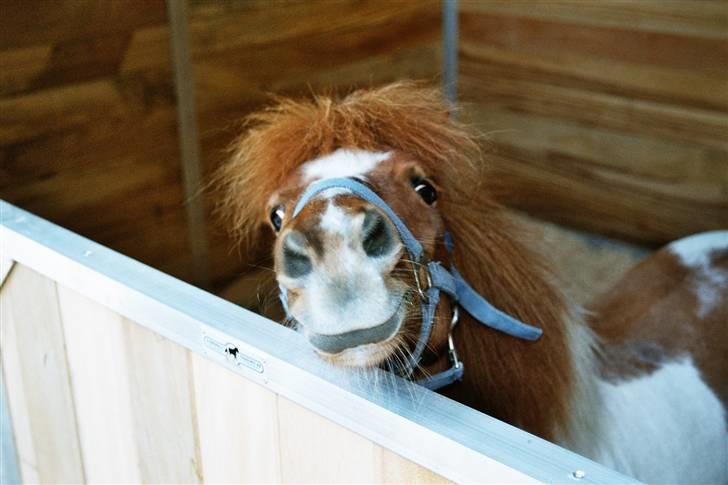 Shetlænder Buller R.I.P - Buller i stævneboks til pony galop derby kat mini <3 billede 1