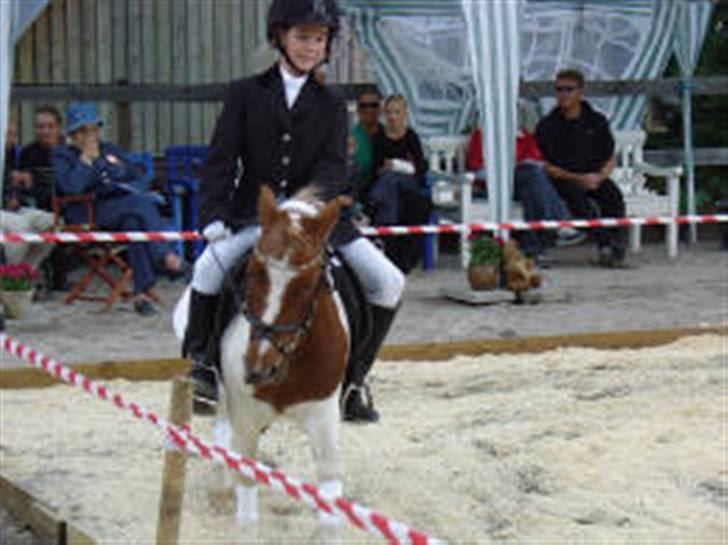 Shetlænder Buller R.I.P - shetlands stævne Kür. Vi blev nr 2 :)  billede 5