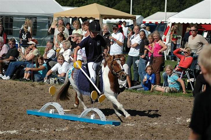 Shetlænder Buller R.I.P - RIDERLEG. Savner dig af hele mit hjerte billede 7