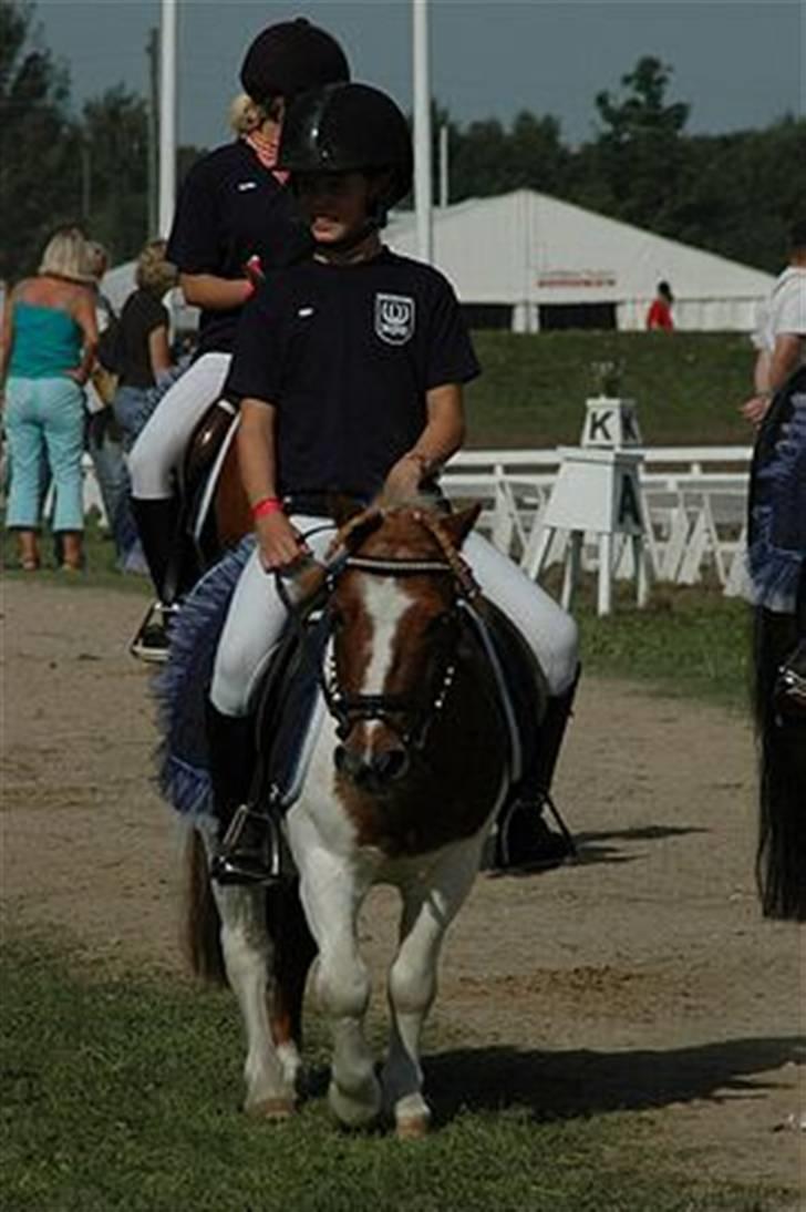 Shetlænder Buller R.I.P - slapper af. HVorfor dig. du er jo som en legendte:´(  billede 8