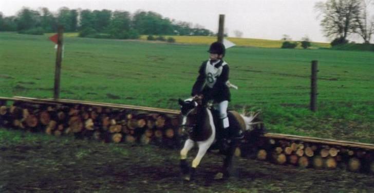 Shetlænder Buller R.I.P - Militæry stævne :P vi gennemførte :D læg mærke til hans guleben :P Mælkebøtter :P <3 billede 10