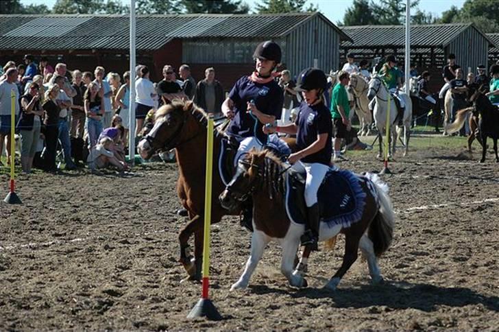 Shetlænder Buller R.I.P - Soffy og emilie og mig og bulli billede 11