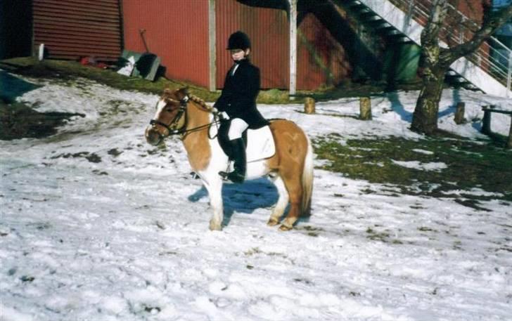 Shetlænder Buller R.I.P - Dressur stævne :P vi blev nr 4 i LC3 .. nøje hvor var jeg stolt af dig <3 billede 12