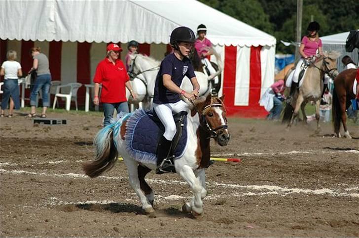 Shetlænder Buller R.I.P - FULD FART FREMAD billede 13