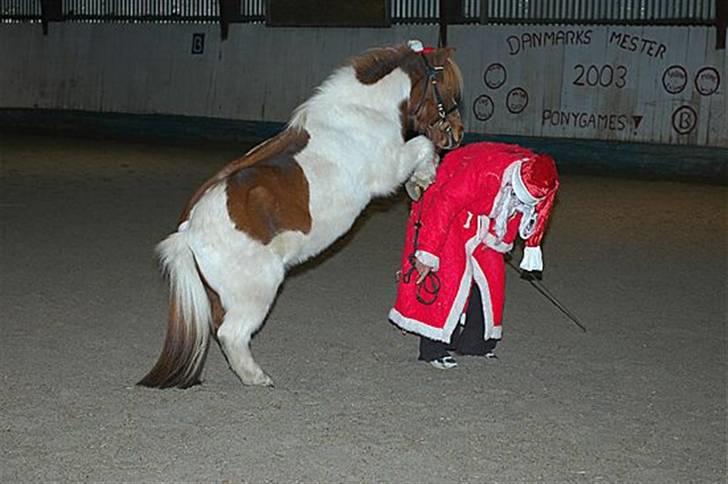 Shetlænder Buller R.I.P - CHRISTMAS TIME. Du vil aldrig glemmes billede 14