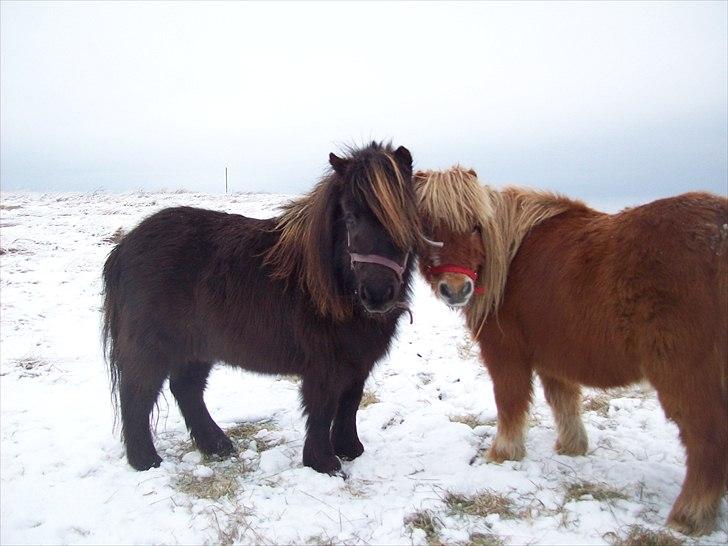 Shetlænder Fanny  - 10#  :')  Foto: JGM december 2010. billede 10