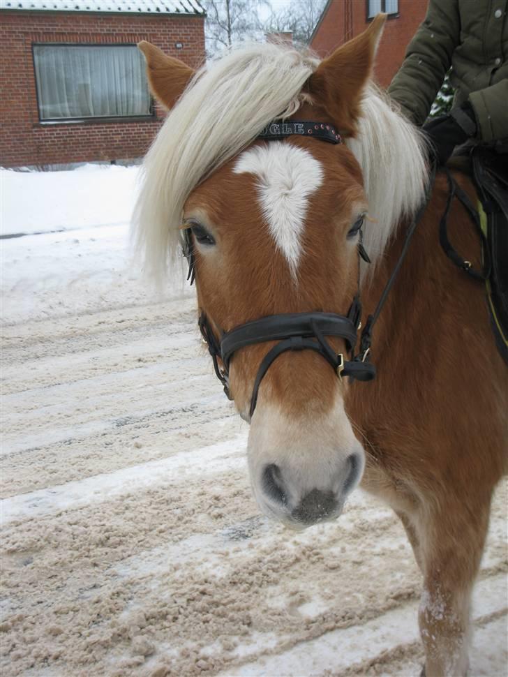 Haflinger kogle solgt billede 1