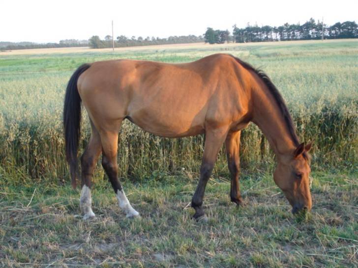 Dansk Varmblod Karat R.I.P. - Velkommen til Karats profil. håber skriver en hilsen. Karat sommeren 2006 billede 1