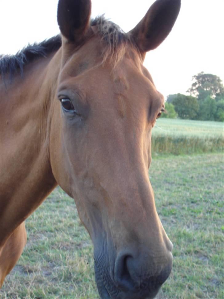 Dansk Varmblod Karat R.I.P. - dejlige Karat med den skæve næseryg ;-)) billede 2