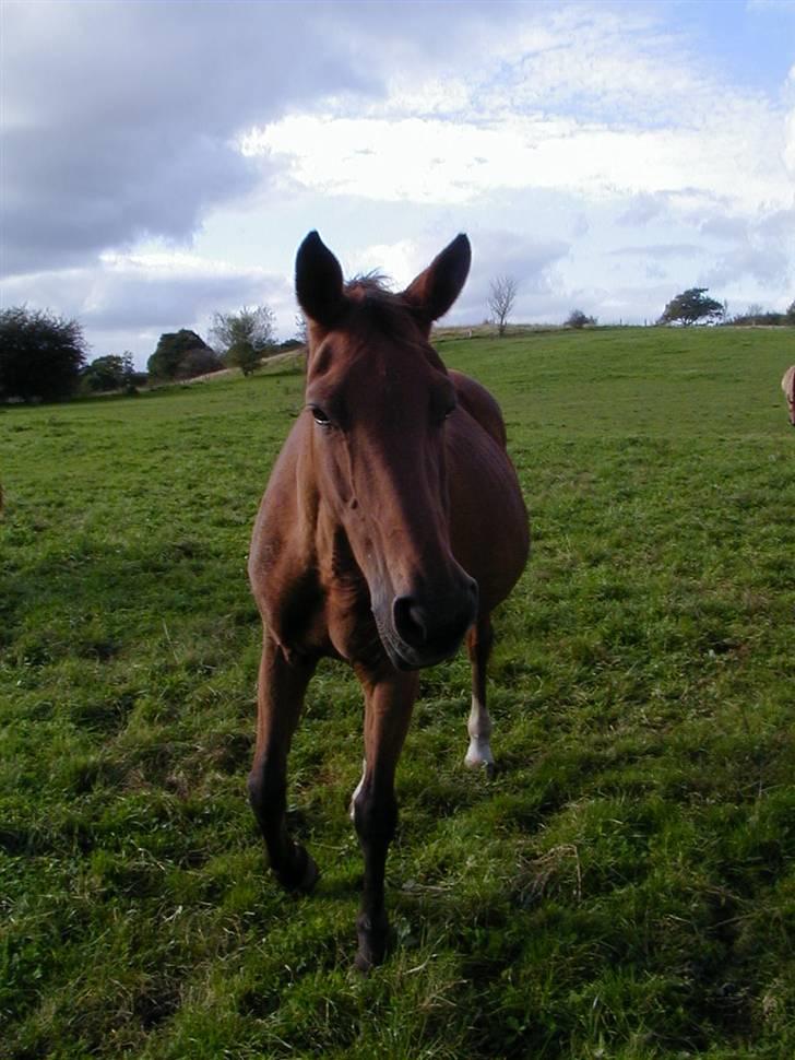 Dansk Varmblod Karat R.I.P. - Køn behøver man ikke være for at blive elsket billede 3