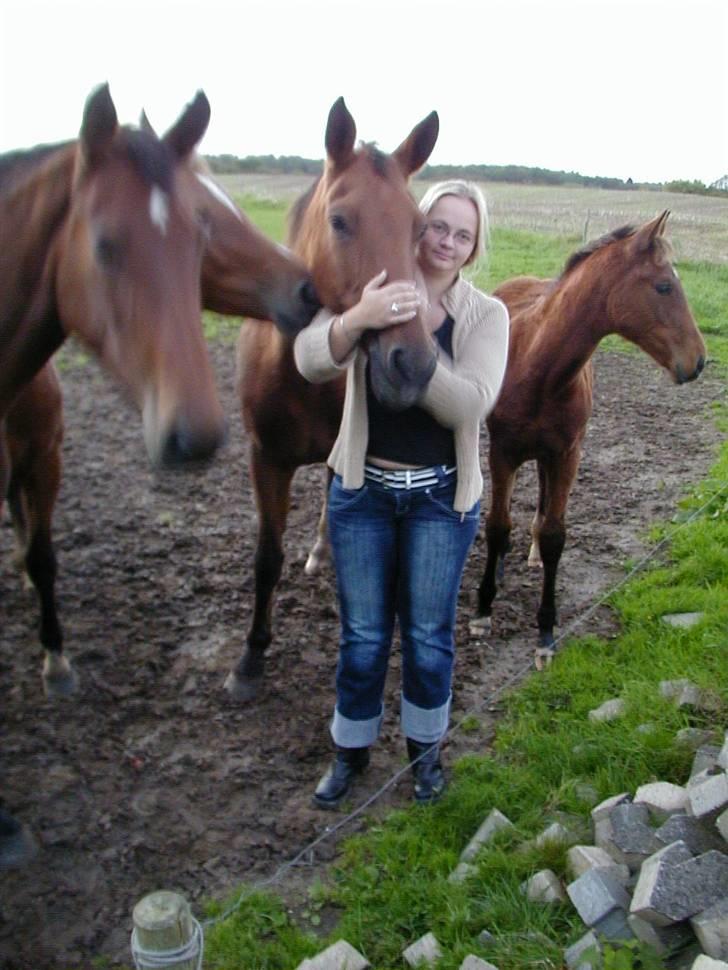 Dansk Varmblod Karat R.I.P. - Mette og Karat sammen med tre af Karat´s afkom Kantima, Karisma og Kapone billede 4