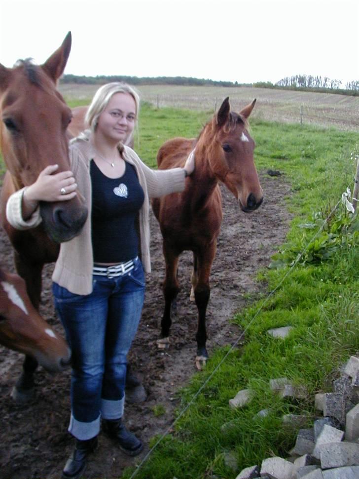 Dansk Varmblod Karat R.I.P. - Mette semmen med Karat og hendes sidste føl Kapone efter B.H. Don Romantic billede 5