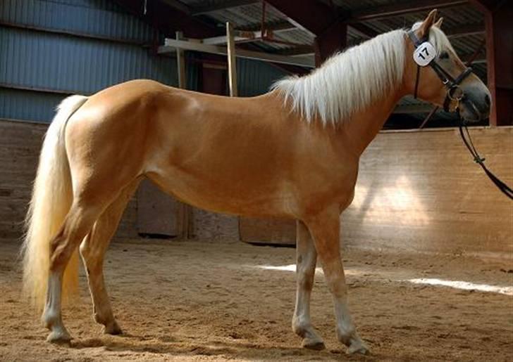 Haflinger kogle solgt billede 2