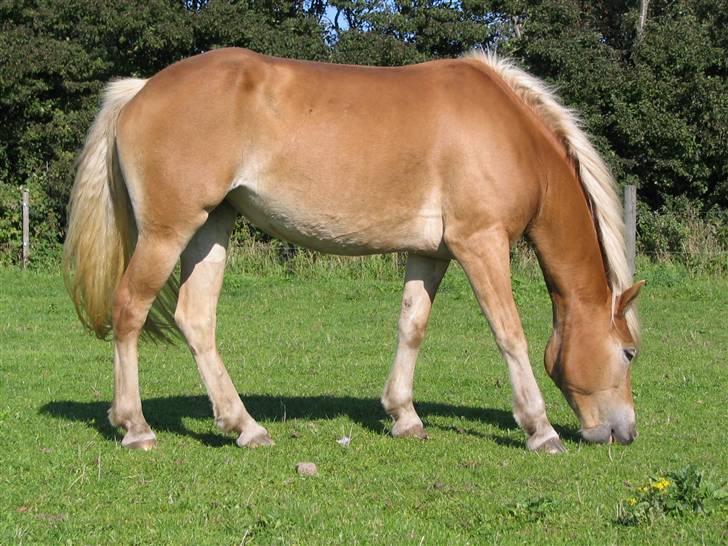 Haflinger kogle solgt billede 3