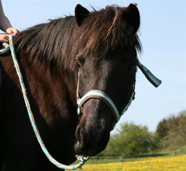 Islænder Fjöður fra Hvíteyrum - Fjødur fra Hviteyrum <3 billede 1