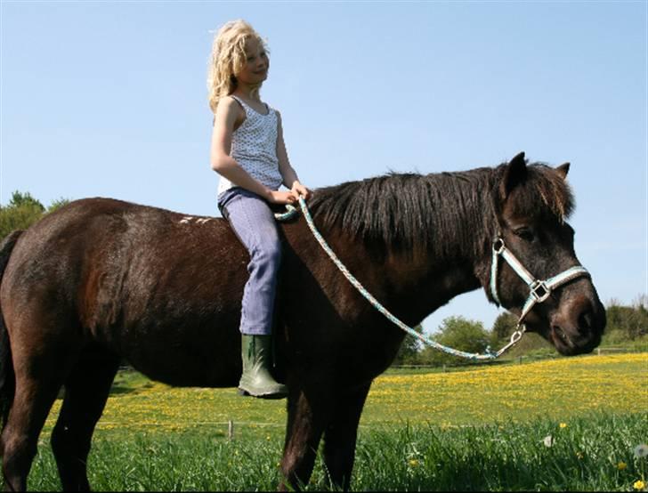 Islænder Fjöður fra Hvíteyrum - Min lille søster på Fjødur (: billede 2