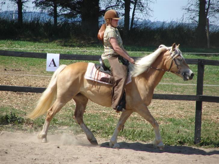 Haflinger kogle solgt billede 4