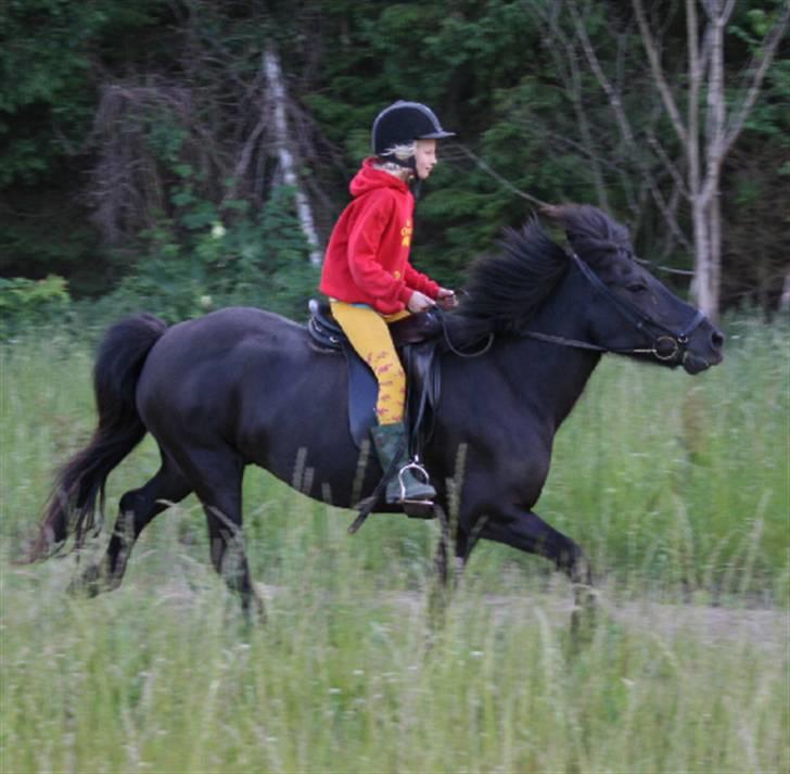 Islænder Fjöður fra Hvíteyrum - Fjed og Lisa i tølt <3 billede 3