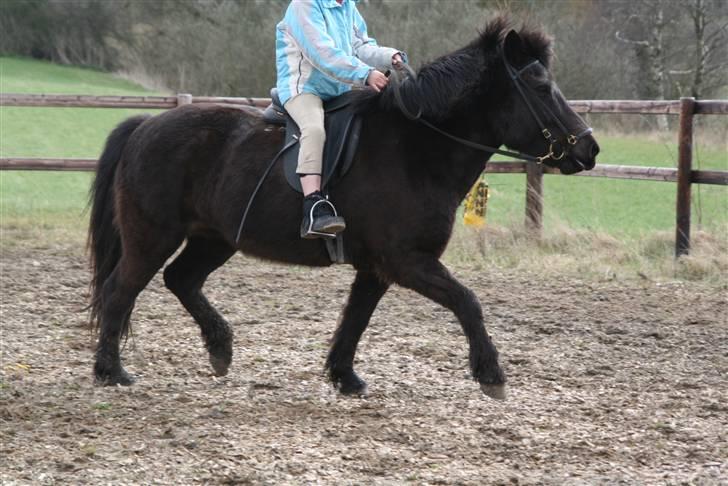 Islænder Fjöður fra Hvíteyrum billede 4