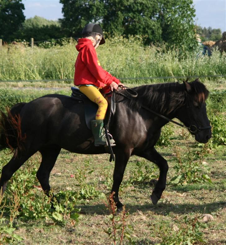 Islænder Fjöður fra Hvíteyrum - Skridt (: billede 5