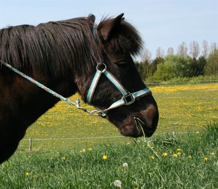 Islænder Fjöður fra Hvíteyrum - Fjødurs smukke hoved <3 billede 6