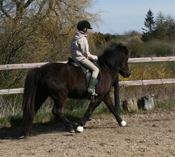 Islænder Fjöður fra Hvíteyrum - Trav billede 7
