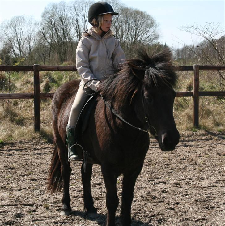 Islænder Fjöður fra Hvíteyrum - Fjødur og Lisa <3 billede 8