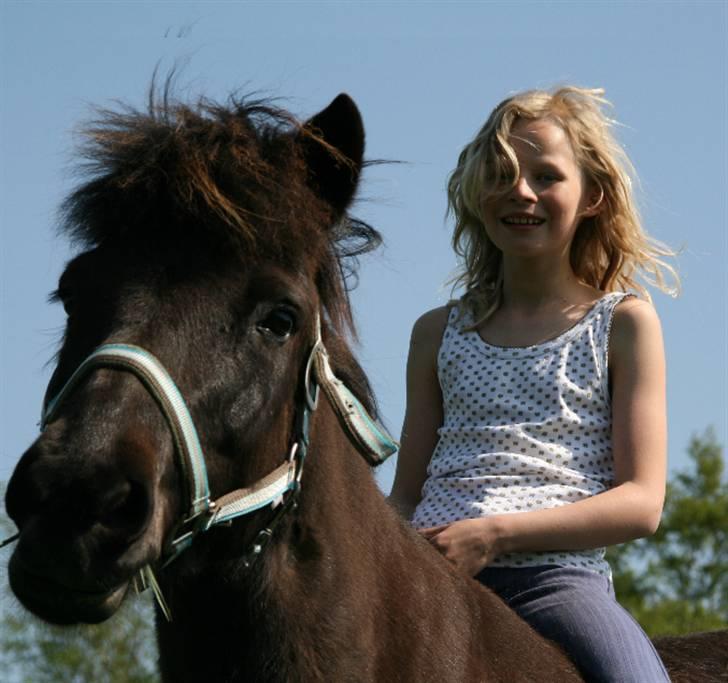 Islænder Fjöður fra Hvíteyrum - <3 billede 9