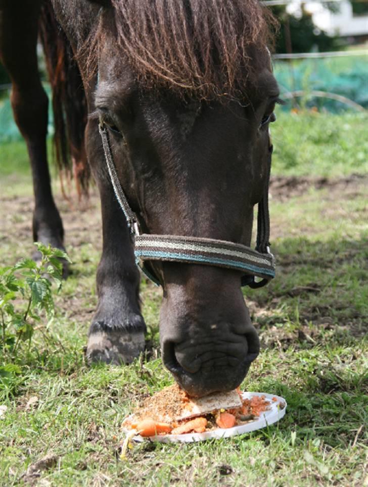 Islænder Fjöður fra Hvíteyrum - Fjed på hendes fødselsdag, min søster havde lavet lagkage til hende (: <3 billede 10