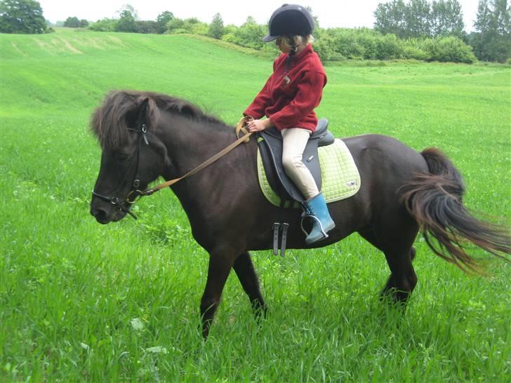 Islænder Fjöður fra Hvíteyrum - På tur <3 billede 12