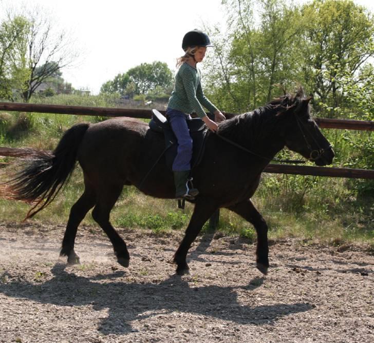 Islænder Fjöður fra Hvíteyrum - Trav på banen <3 billede 13