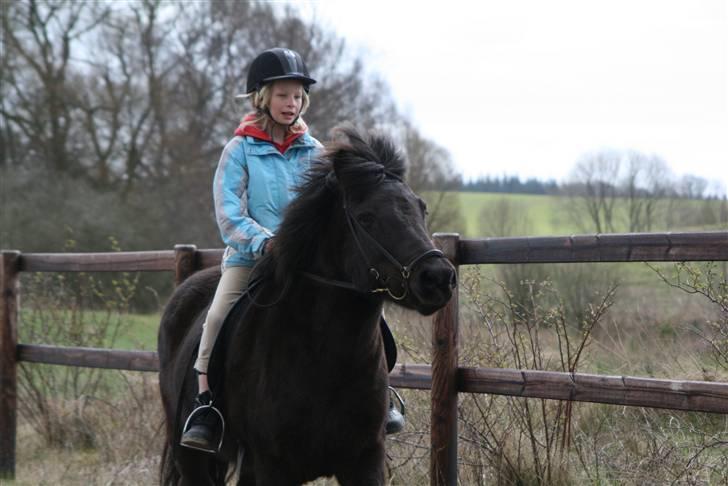 Islænder Fjöður fra Hvíteyrum - (: billede 14