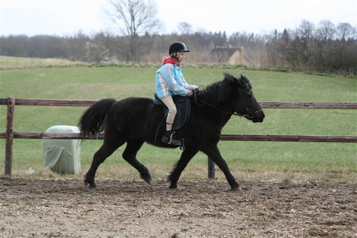Islænder Fjöður fra Hvíteyrum billede 15