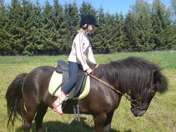 Islænder Fjöður fra Hvíteyrum billede 16