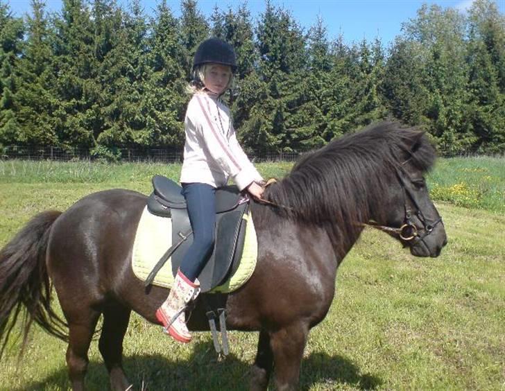 Islænder Fjöður fra Hvíteyrum - Lisa og Fjødur. billede 17