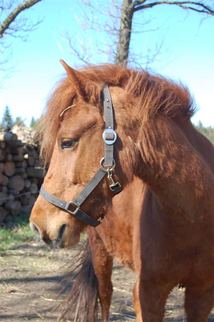 Anden særlig race Aslan billede 15