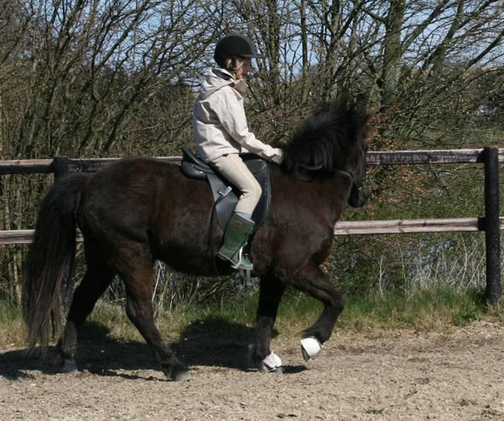 Islænder Fjöður fra Hvíteyrum - Lidt tølt <3 billede 18